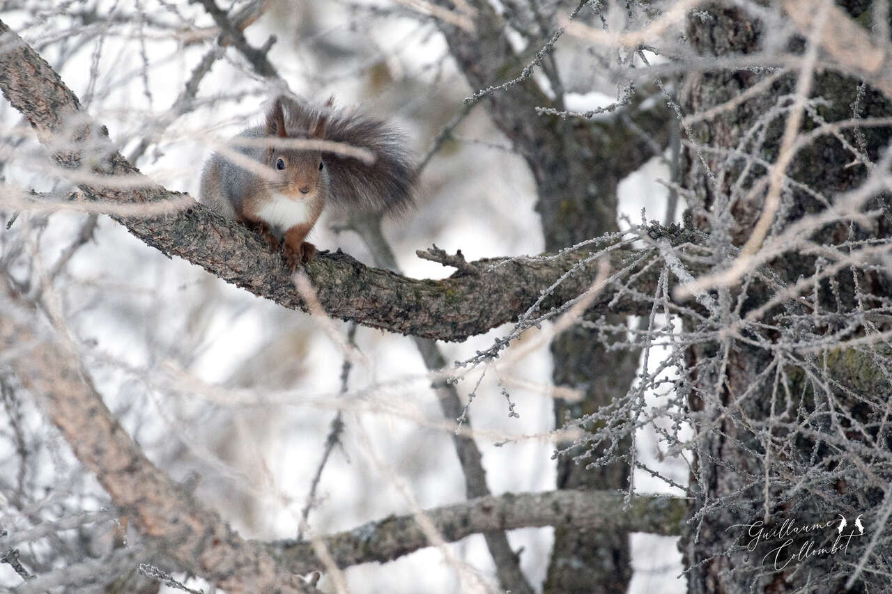 Écureuil roux dans une forêt boréale enneigée de Norvège