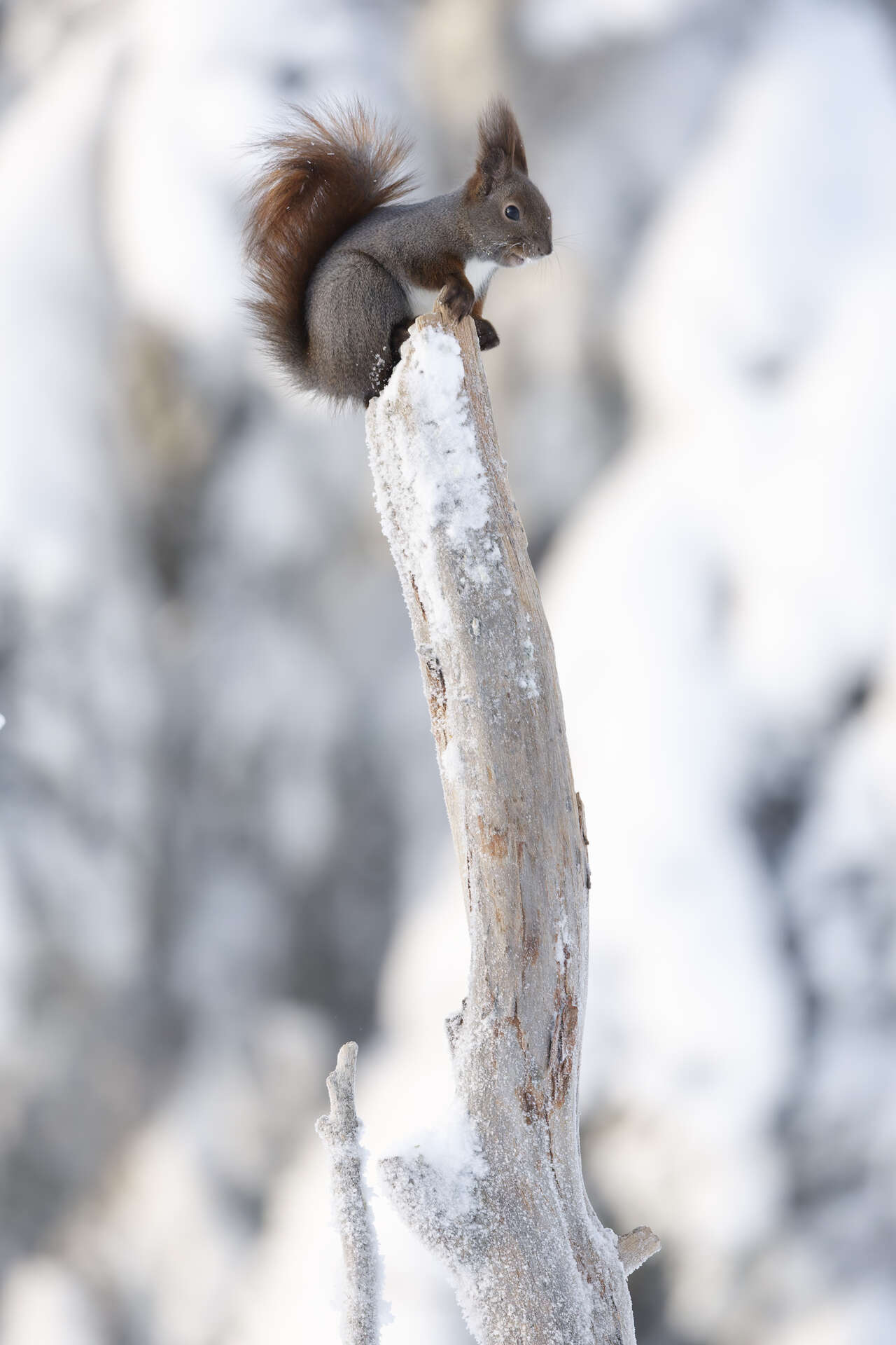 Écureuil roux perché sur une branche enneigée en Laponie finlandaise