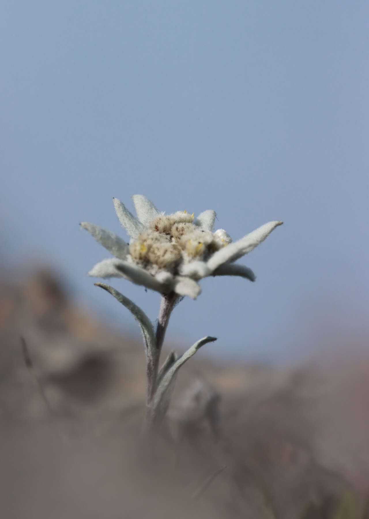 Edelweiss sauvage en fleur dans les Alpes de Maurienne