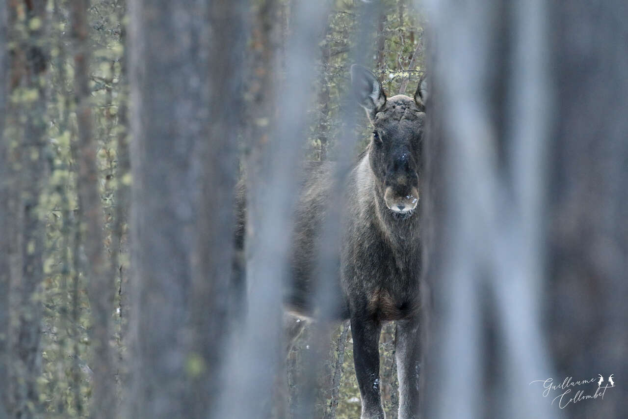 Élan observé dans la forêt boréale en Norvège