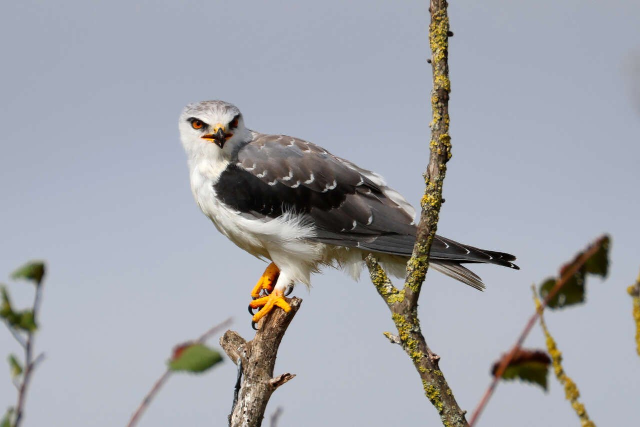 Elanion blanc posé sur une branche dans une zone humide
