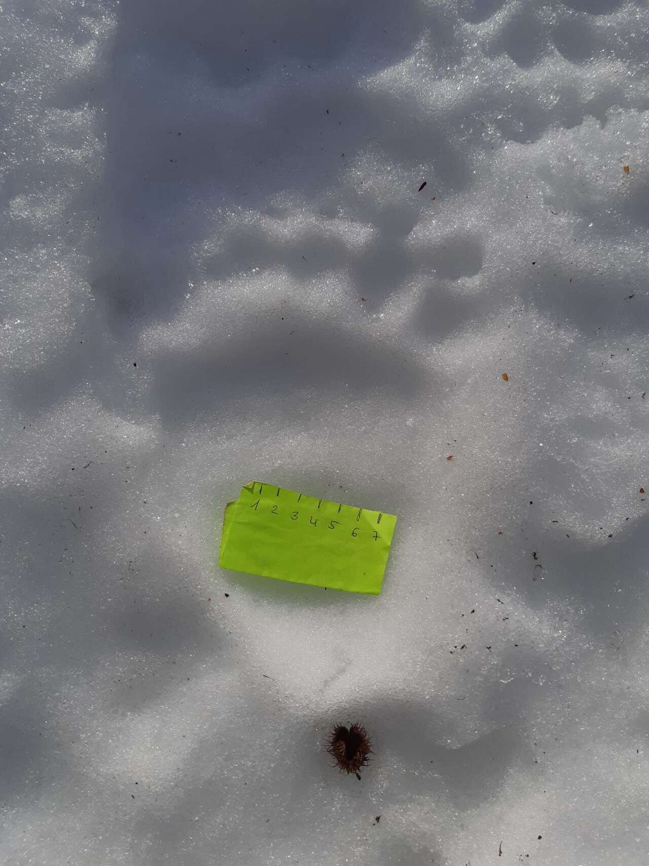 Empreinte d’ours brun (Ursus arctos) dans la neige avec échelle de mesure – observation d’indices de faune dans les Abruzzes avec Amarok l’Esprit Nature