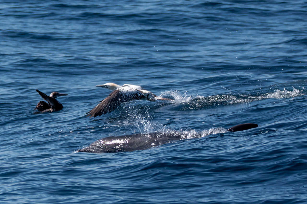 Envol Fou de Bassan et dauphin en mer