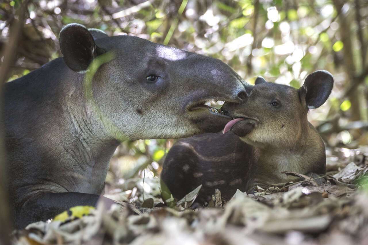 Femelle tapir de Baird et son petit dans la péninsule d'Osa