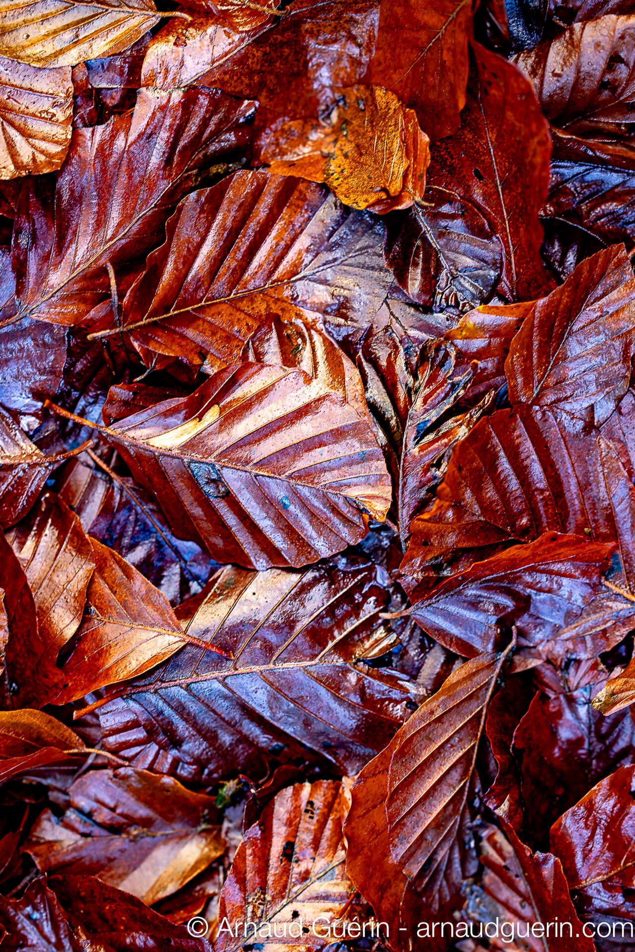Feuilles mortes en automne en forêt des Andaines, couleurs chaudes en sous-bois