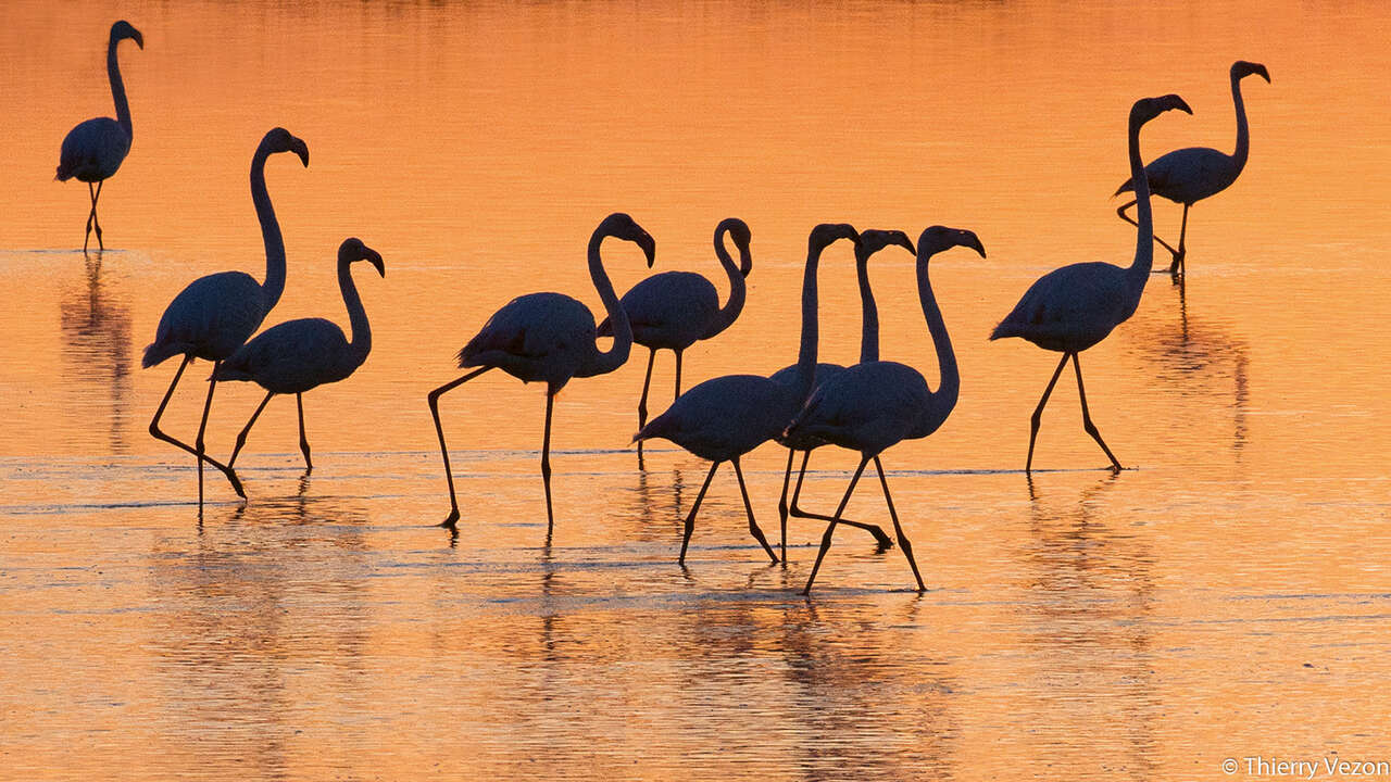 Flamants roses devant le coucher de soleil