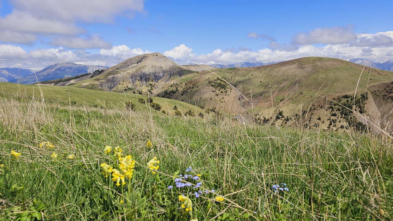 Fleurs printanières dans les alpages des Alpes-de-Haute-Provence