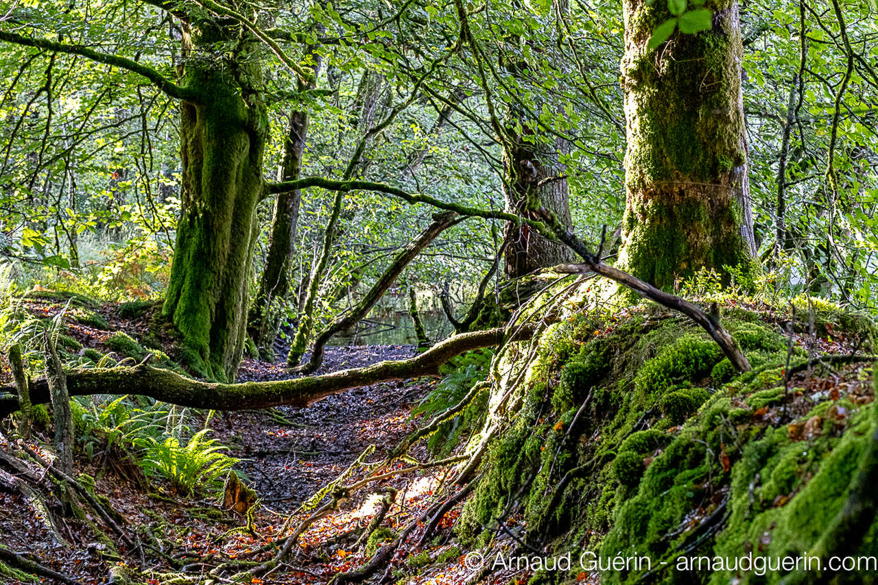 Forêt des Andaines sous-bois humide avec mousses et racines, ambiance forestière en Normandie