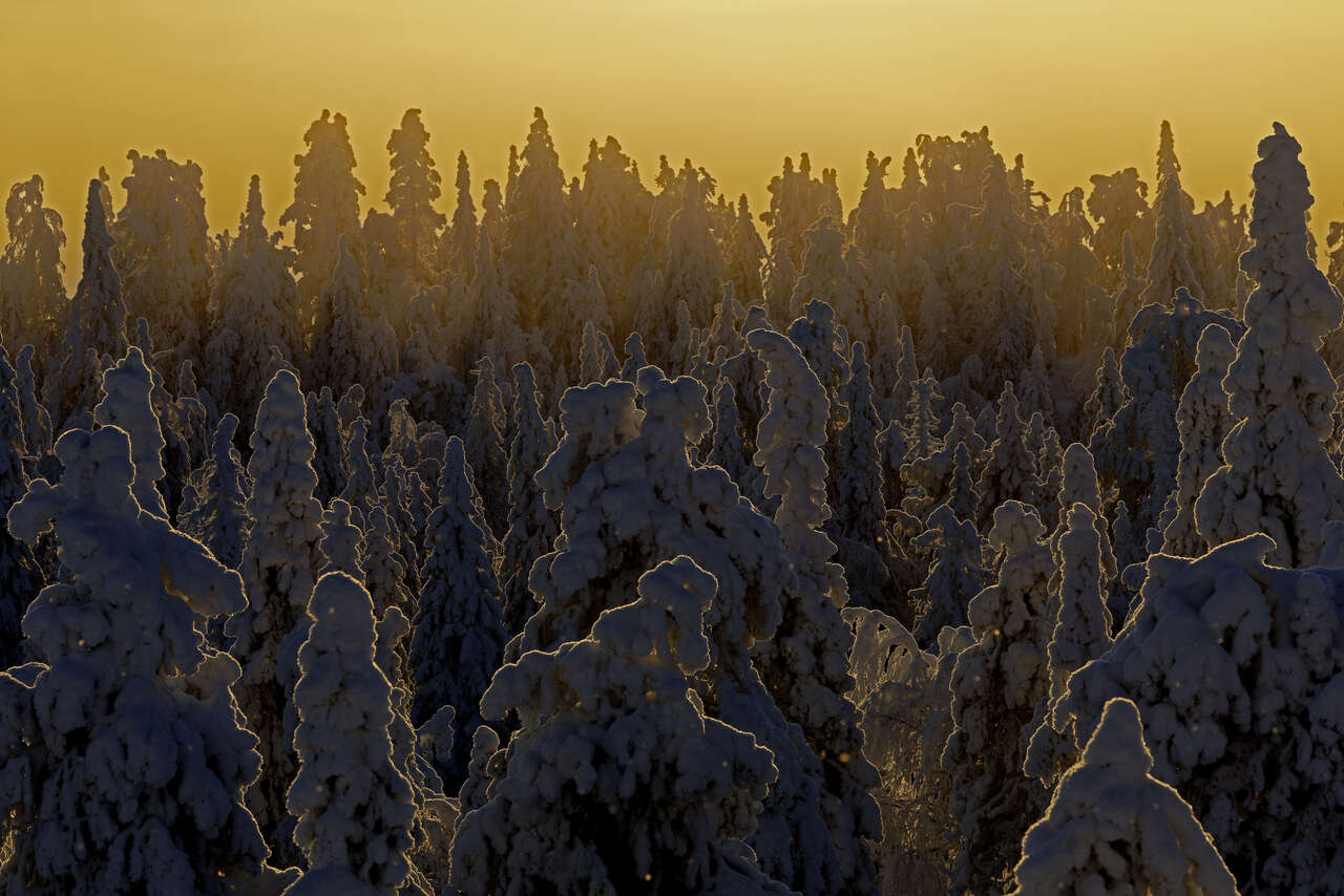 Forêt enneigée de Finlande au coucher du soleil