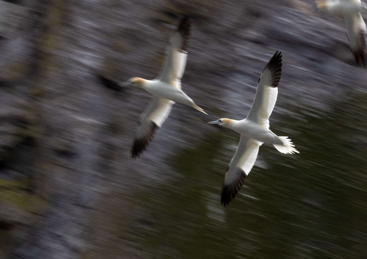 Fous de Bassan (Morus bassanus) en vol synchronisé le long d’une falaise écossaise – Filé artistique capturant la vitesse et l’harmonie du déplacement