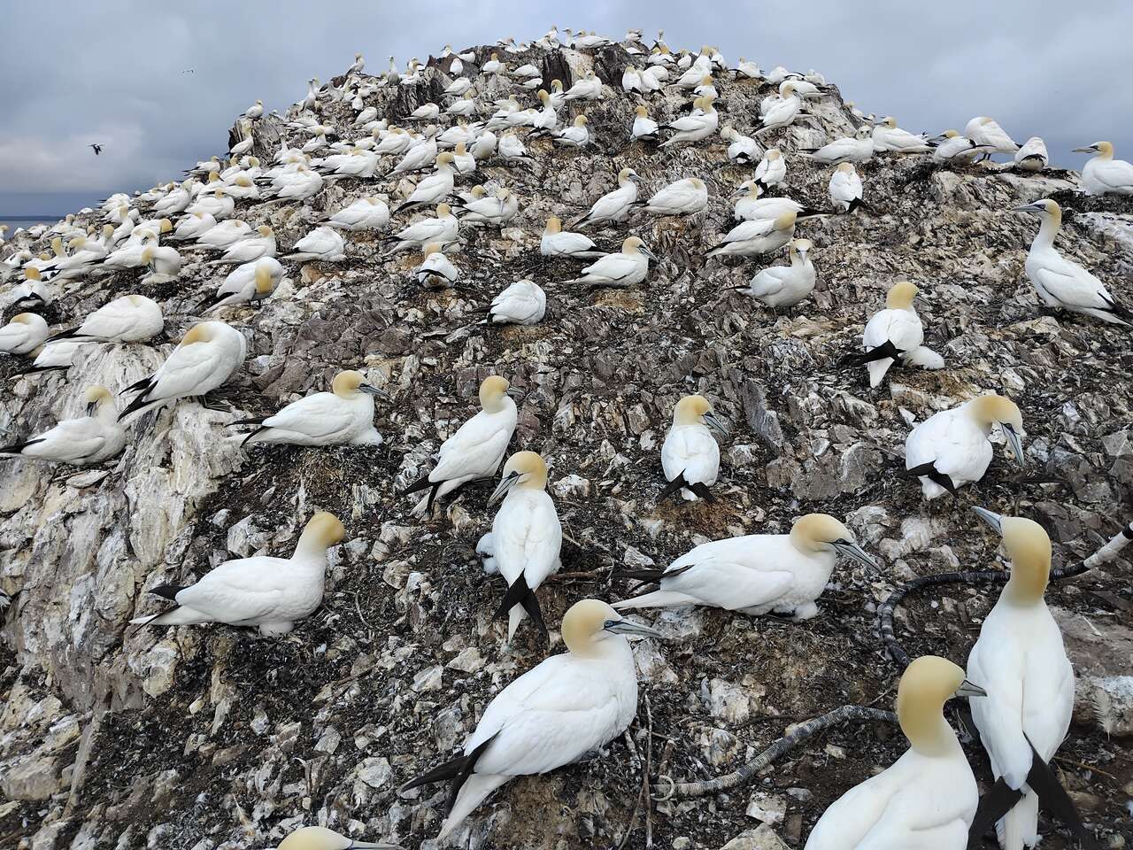 Fous de Bassan (Morus bassanus) sur l'île de Bass Rock en Écosse - Voyage photo Amarok l'Esprit Nature