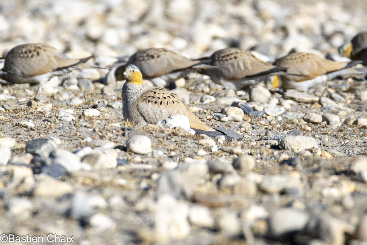 Ganga du Tibet dans les paysages minéraux du Ladakh