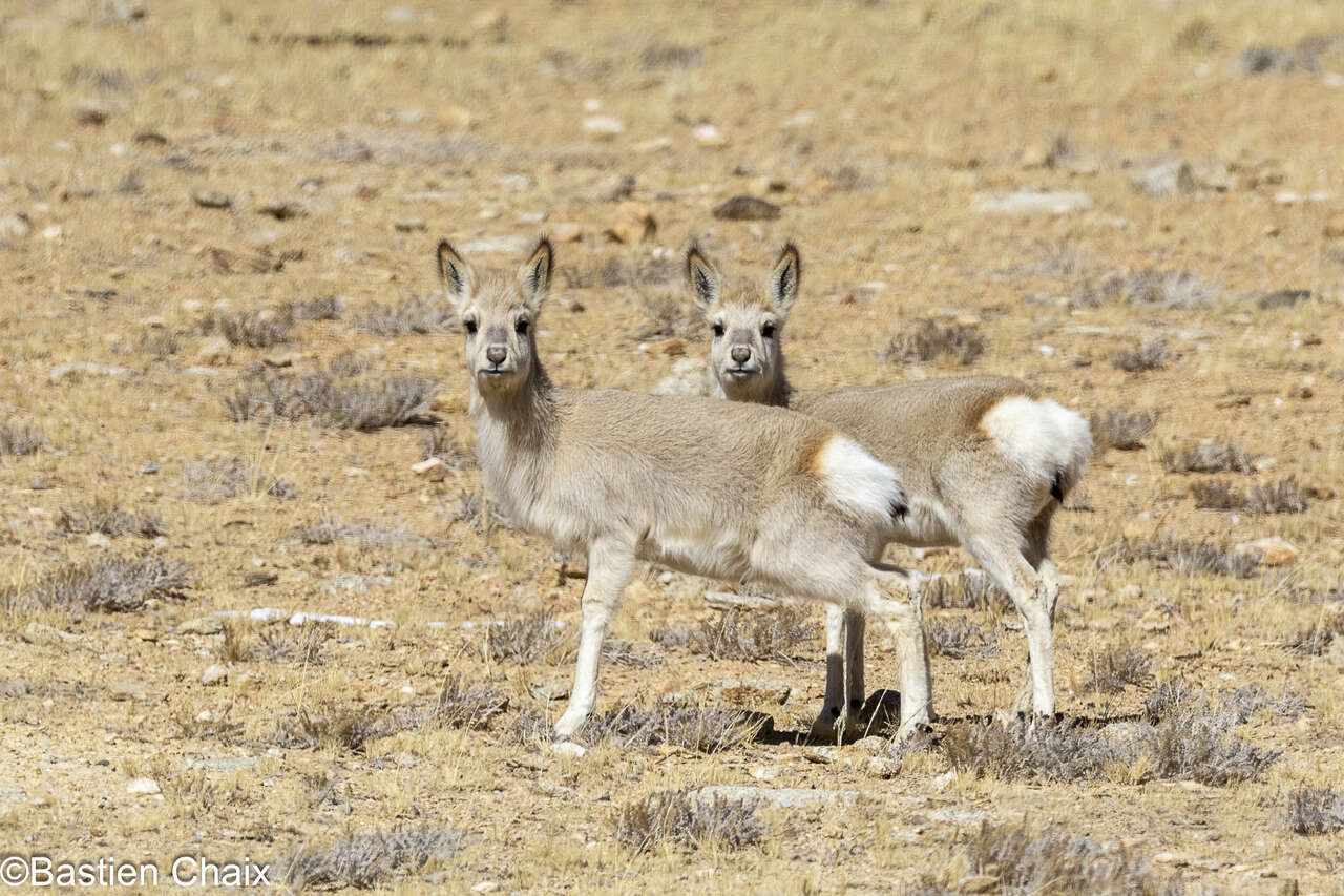 Gazelle tibétaine, Goa dans les steppes d’altitude du Ladakh