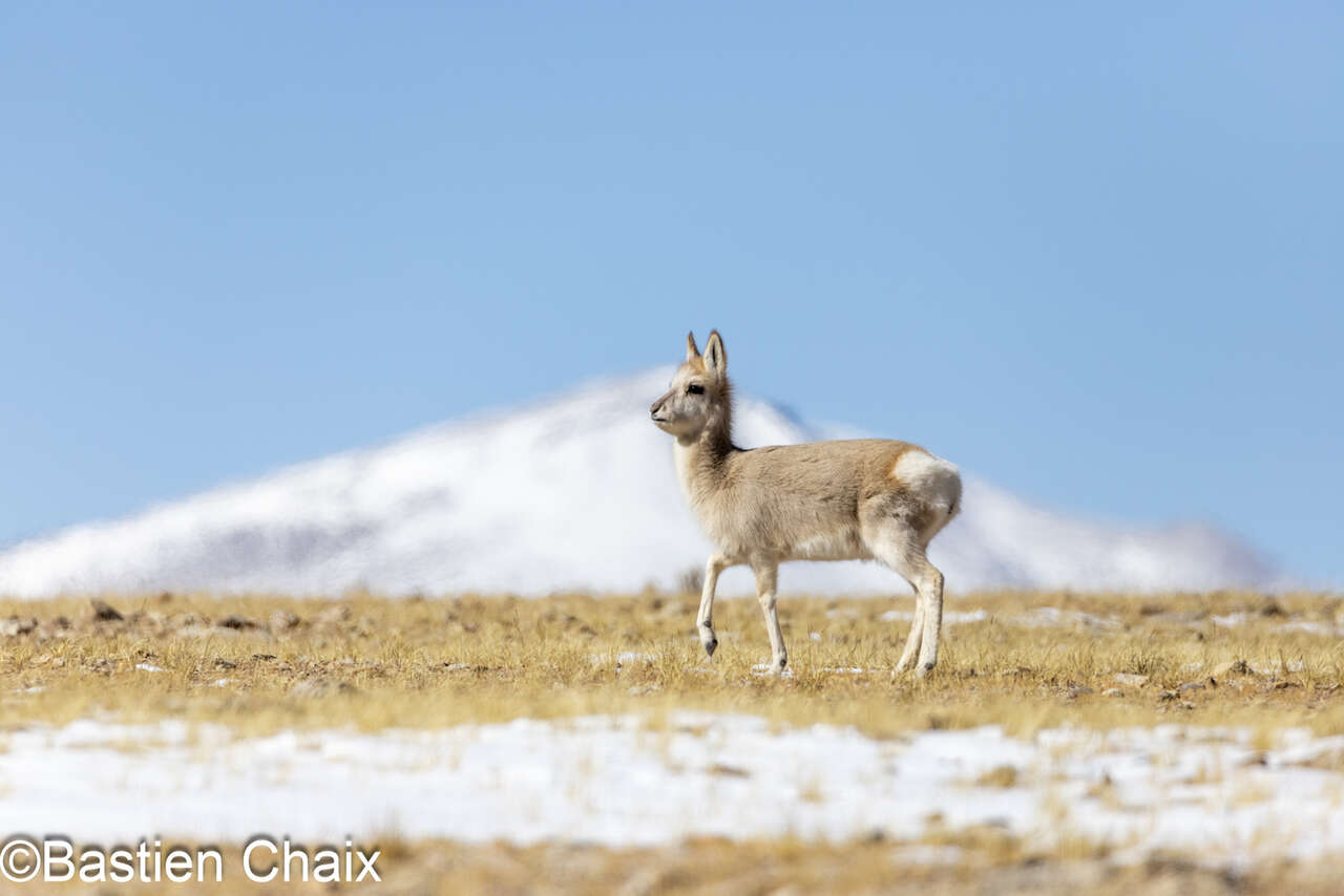 Gazelle tibétaine, Goa (Procapra picticaudata) au Ladakh - Observation naturaliste Amarok l'Esprit Nature