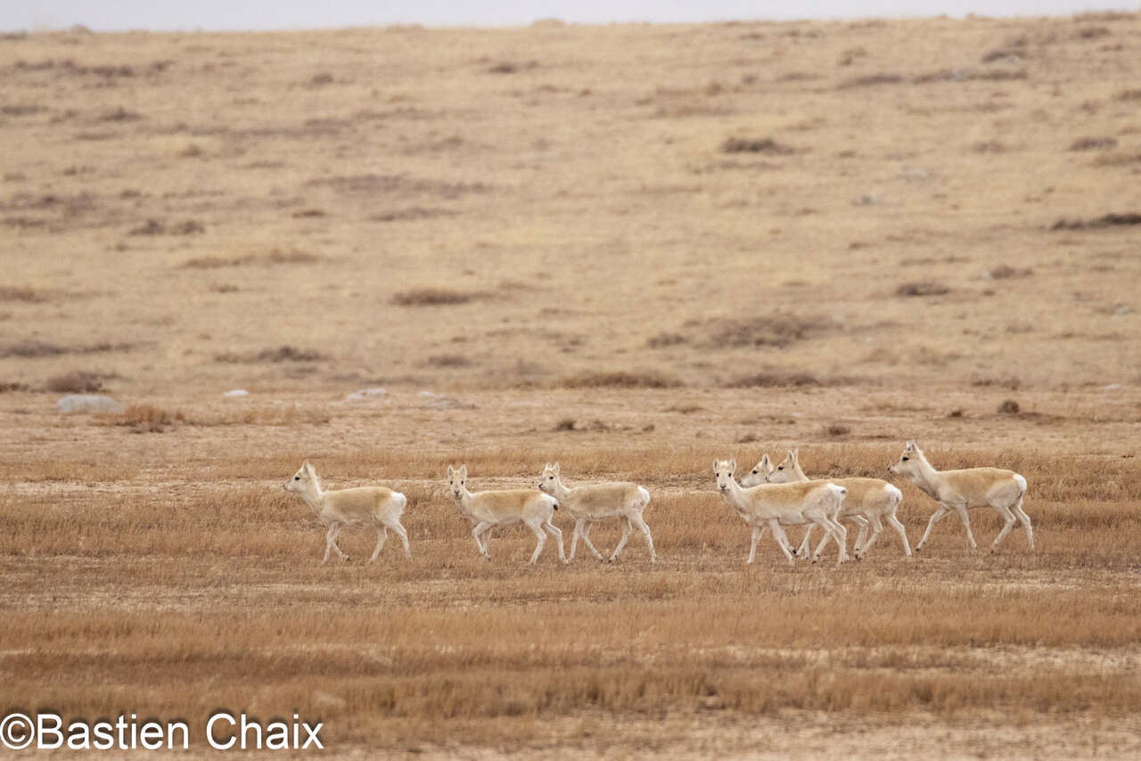 gazelles de Mongolie (Procapra gutturosa), aussi appelées dzérens. Observation Naturaliste Amarok l'Esprit Nature