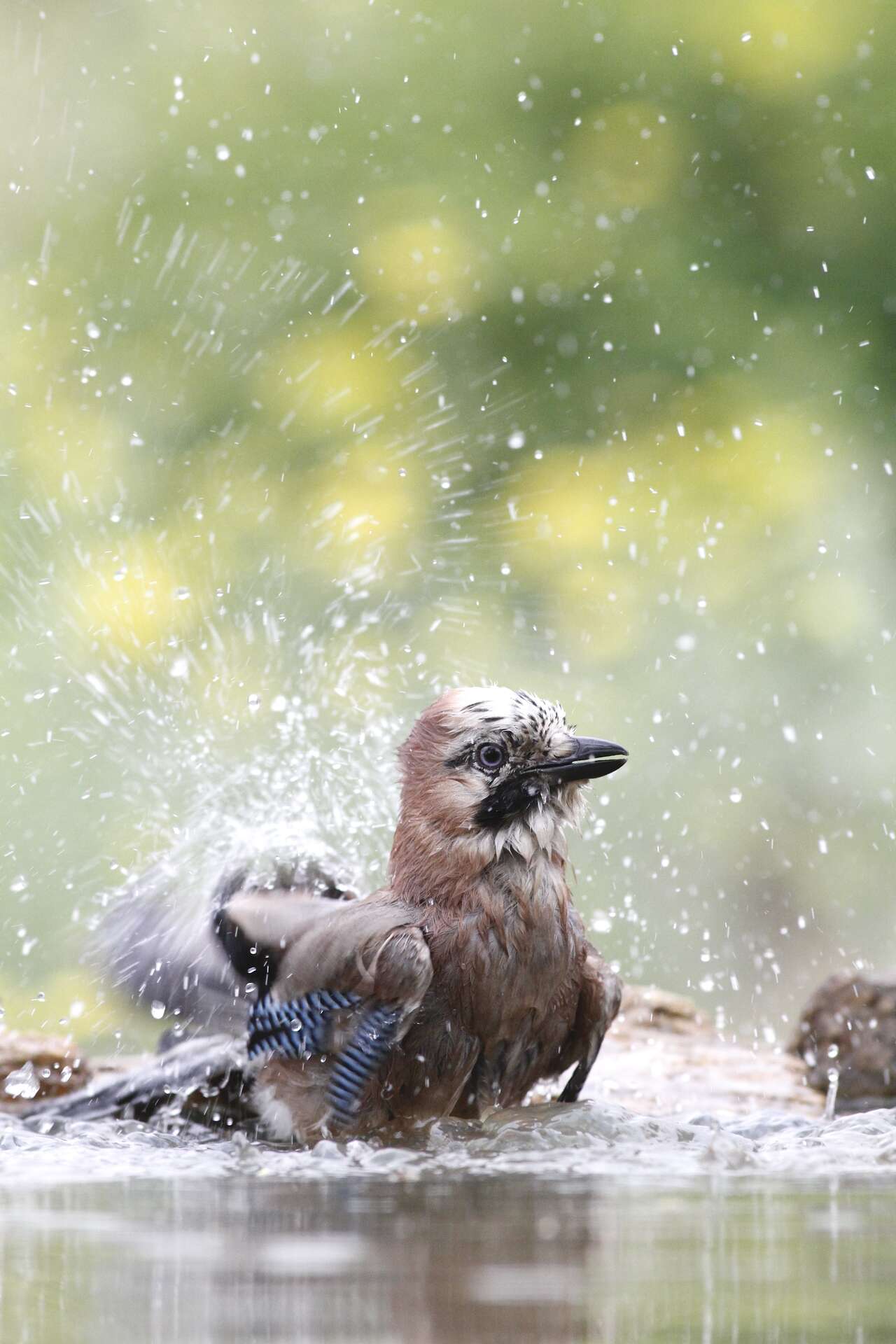 Geai des chênes se baignant – bocage breton