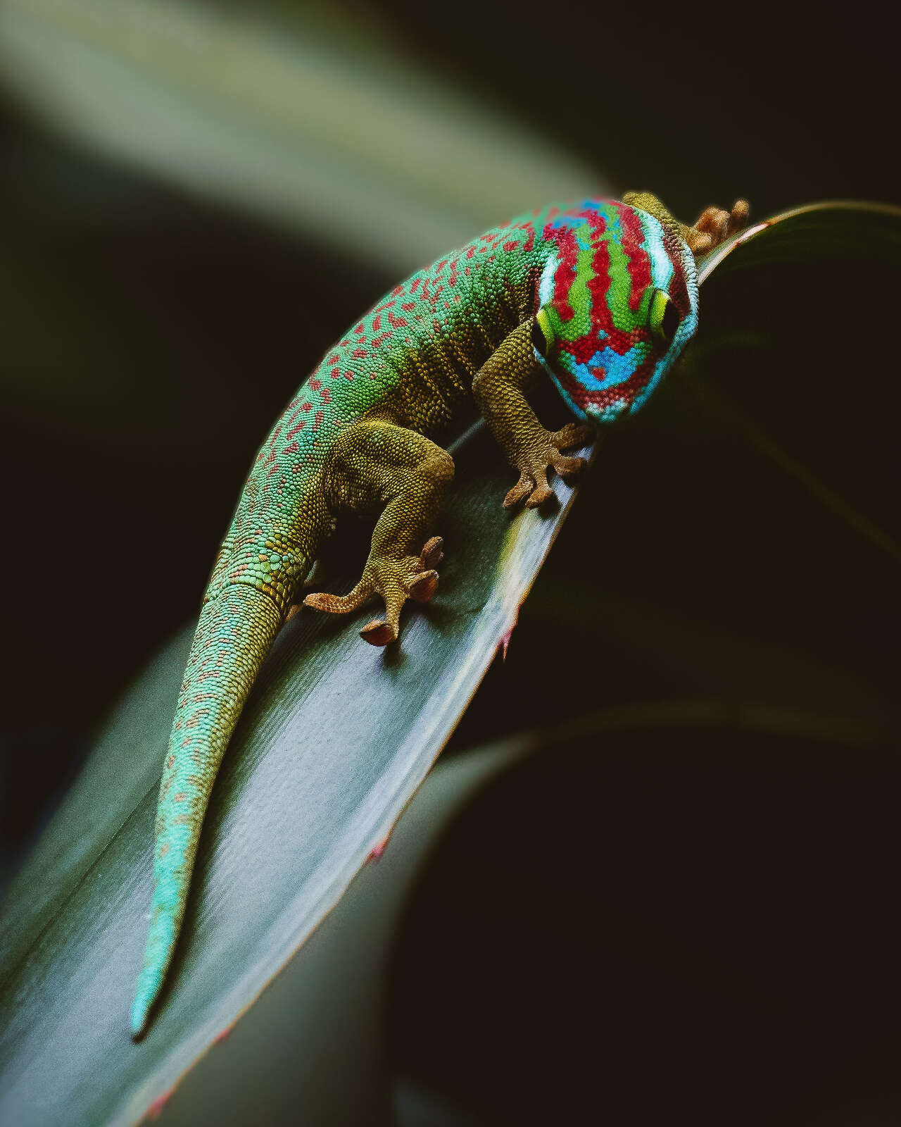 Gecko vert de Manapany aux couleurs vives sur une feuille à La Réunion