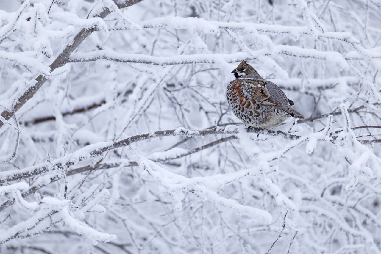 Gélinotte huppée perchée dans un arbre enneigé de la taïga en Laponie