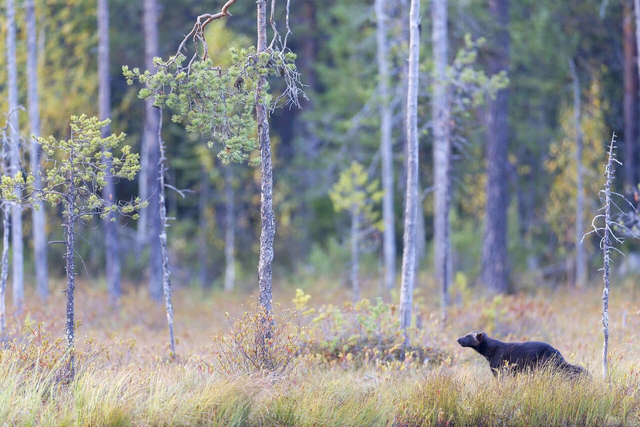 Glouton en déplacement dans une forêt boréale aux couleurs d’automne en Laponie Finlande