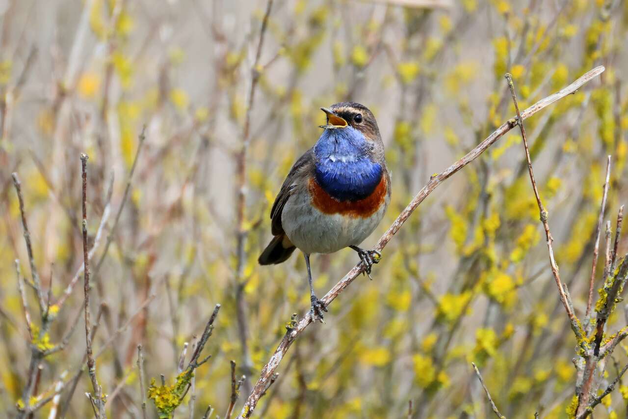 Gorgebleue à miroir dans la baie de l'Aiguillon