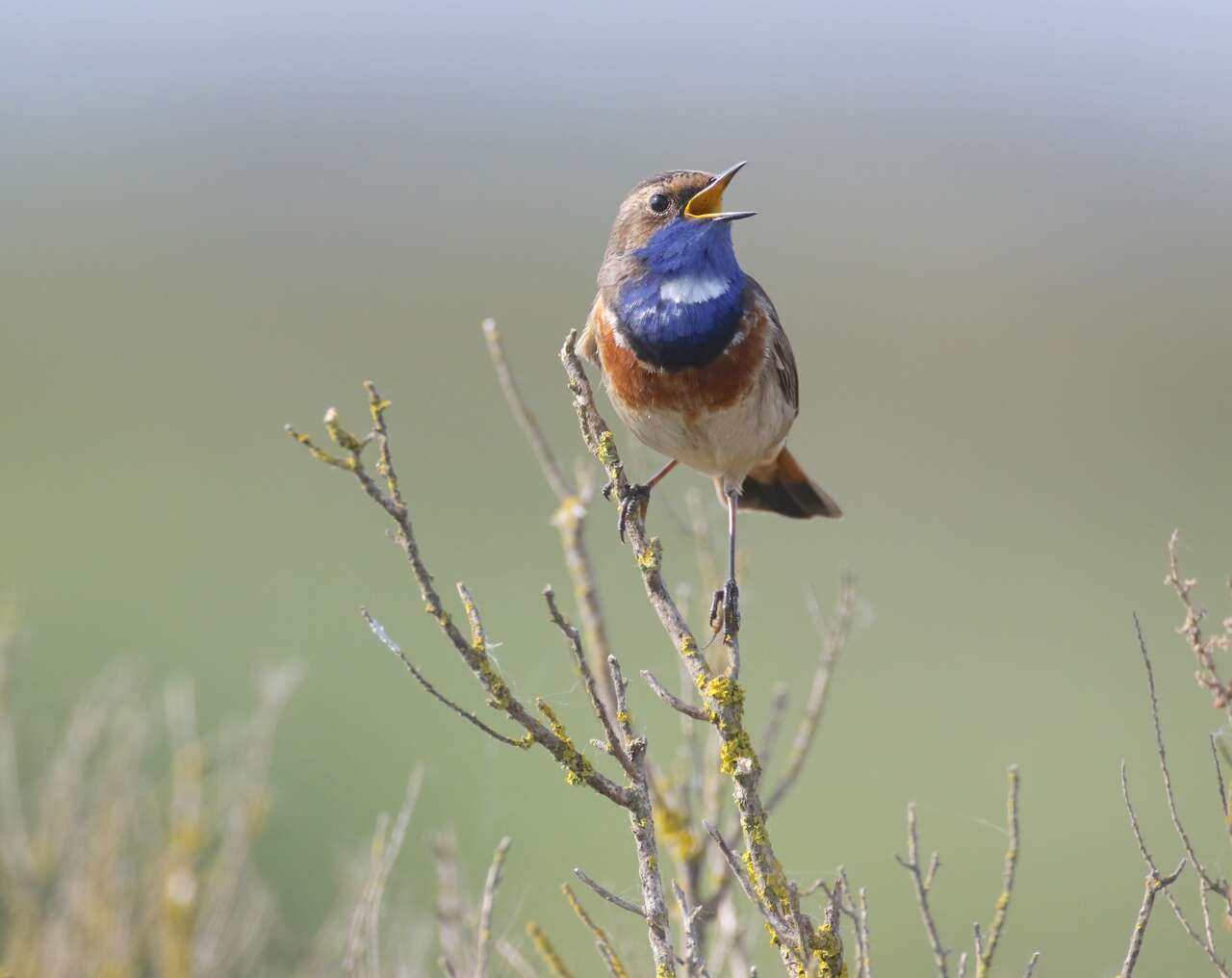 Gorgebleue à miroir mâle chantant dans la végétation des marais