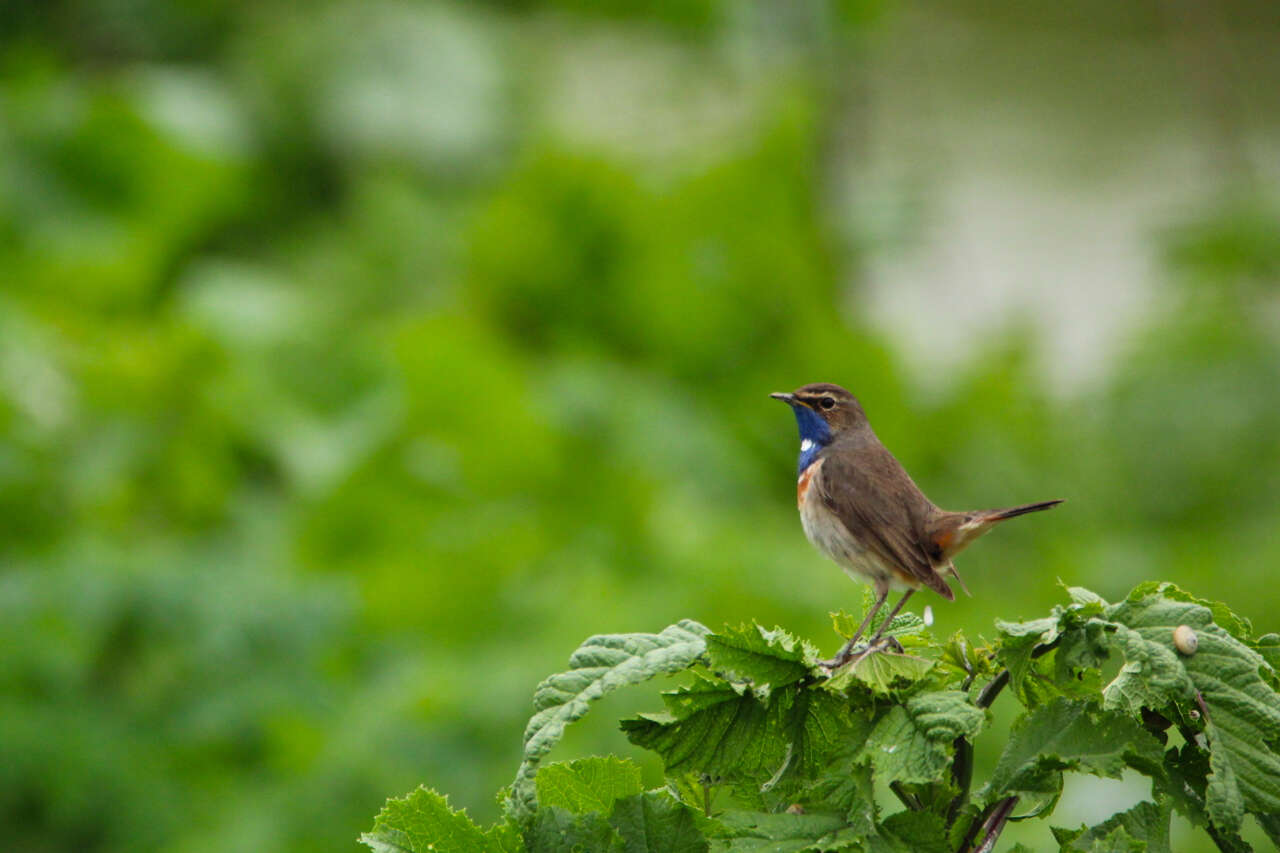 Gorgebleue à miroir perchée sur un arbuste au printemps