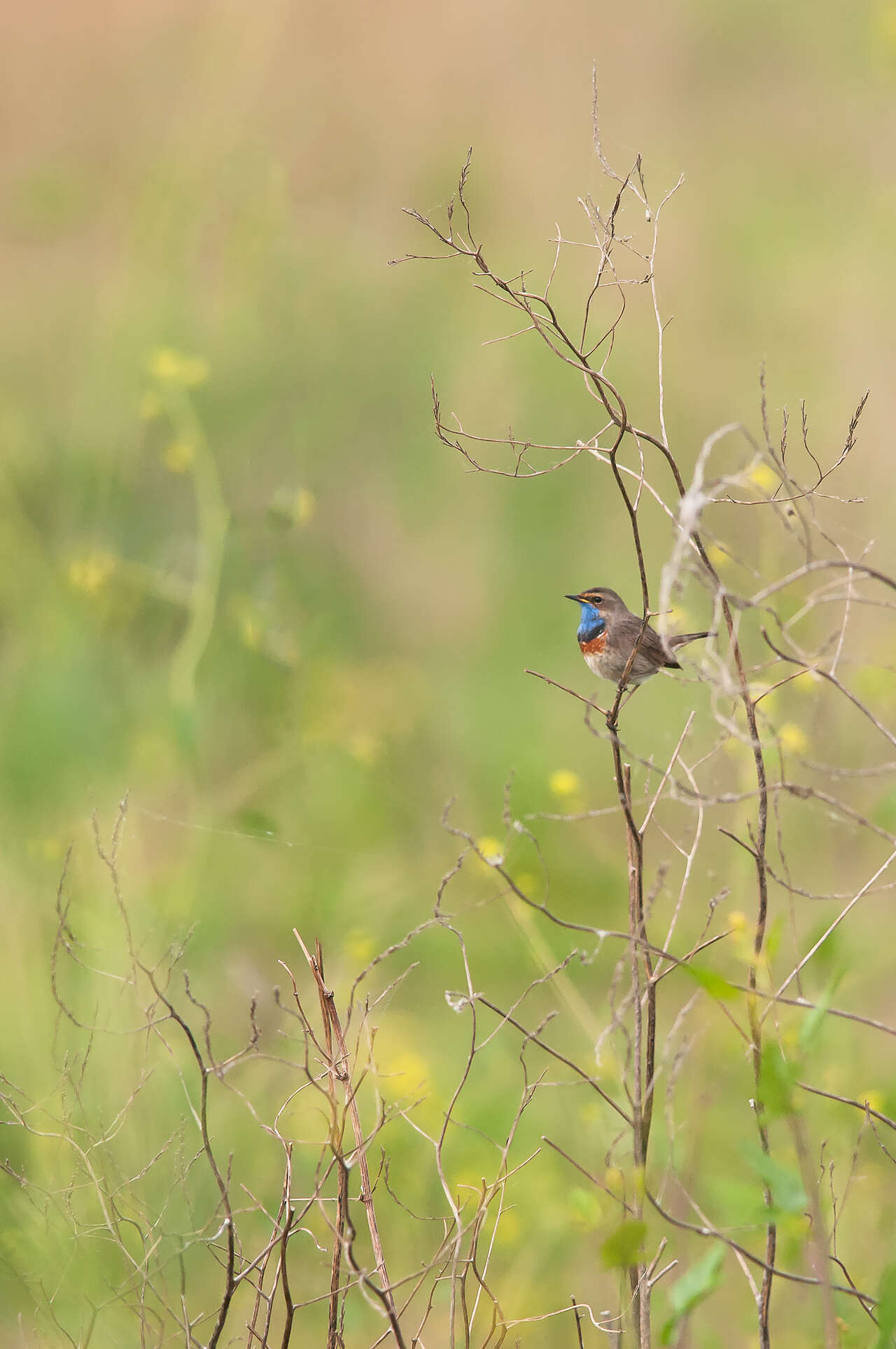 Gorgebleue à miroir perchée sur une tige sèche