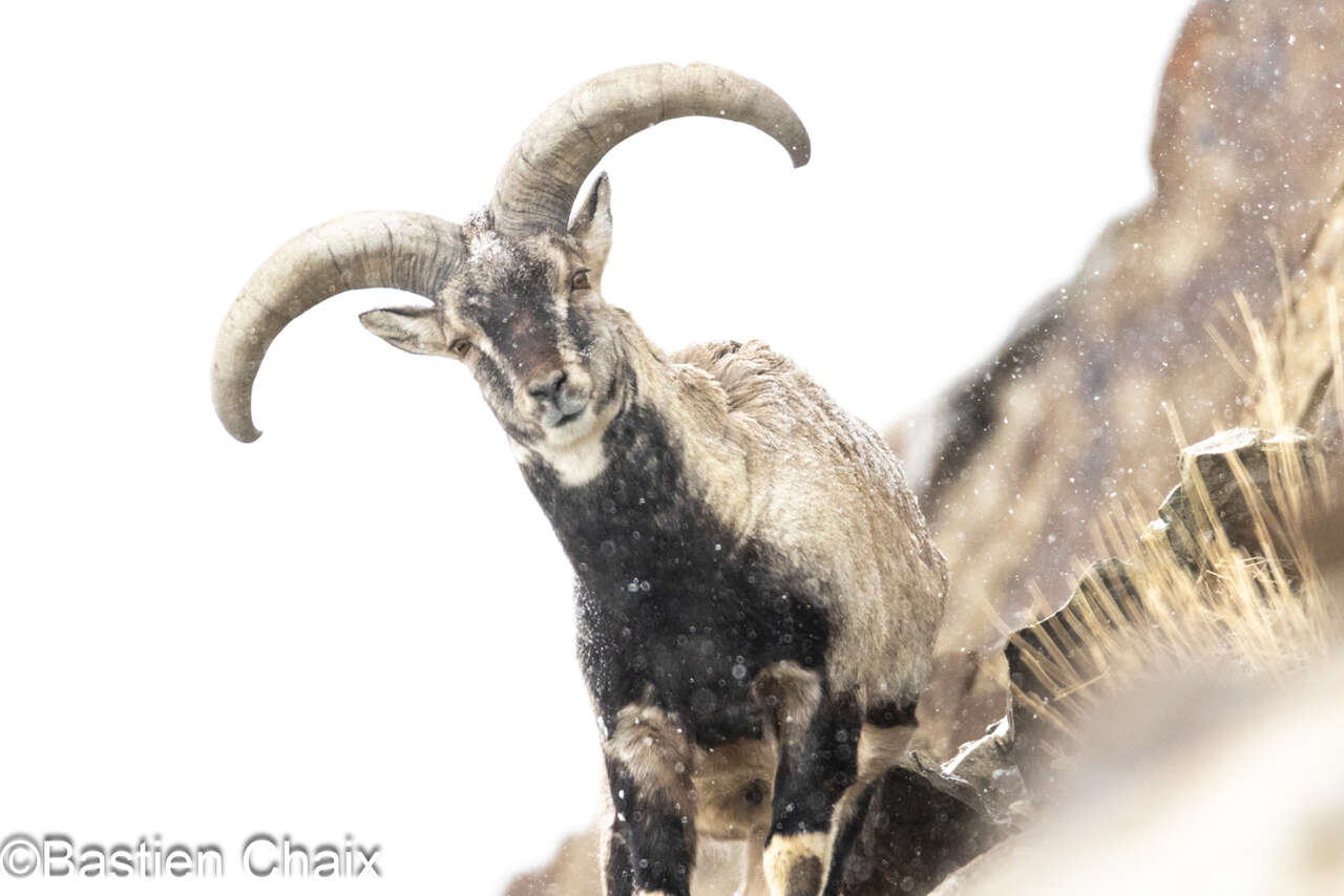 Grand bharal (Pseudois nayaur) mâle  en hiver au Ladakh - observation naturaliste avec Amarok l'Esprit Nature