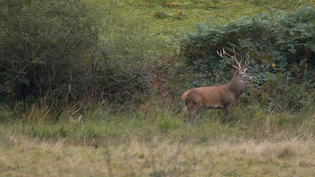 Grand cerf élaphe en lisière de forêt pendant le brame