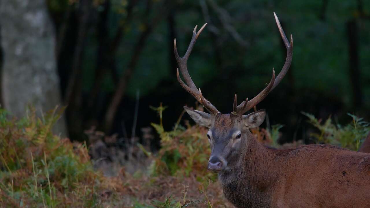 Grand cerf élaphe pendant le brame en Auvergne