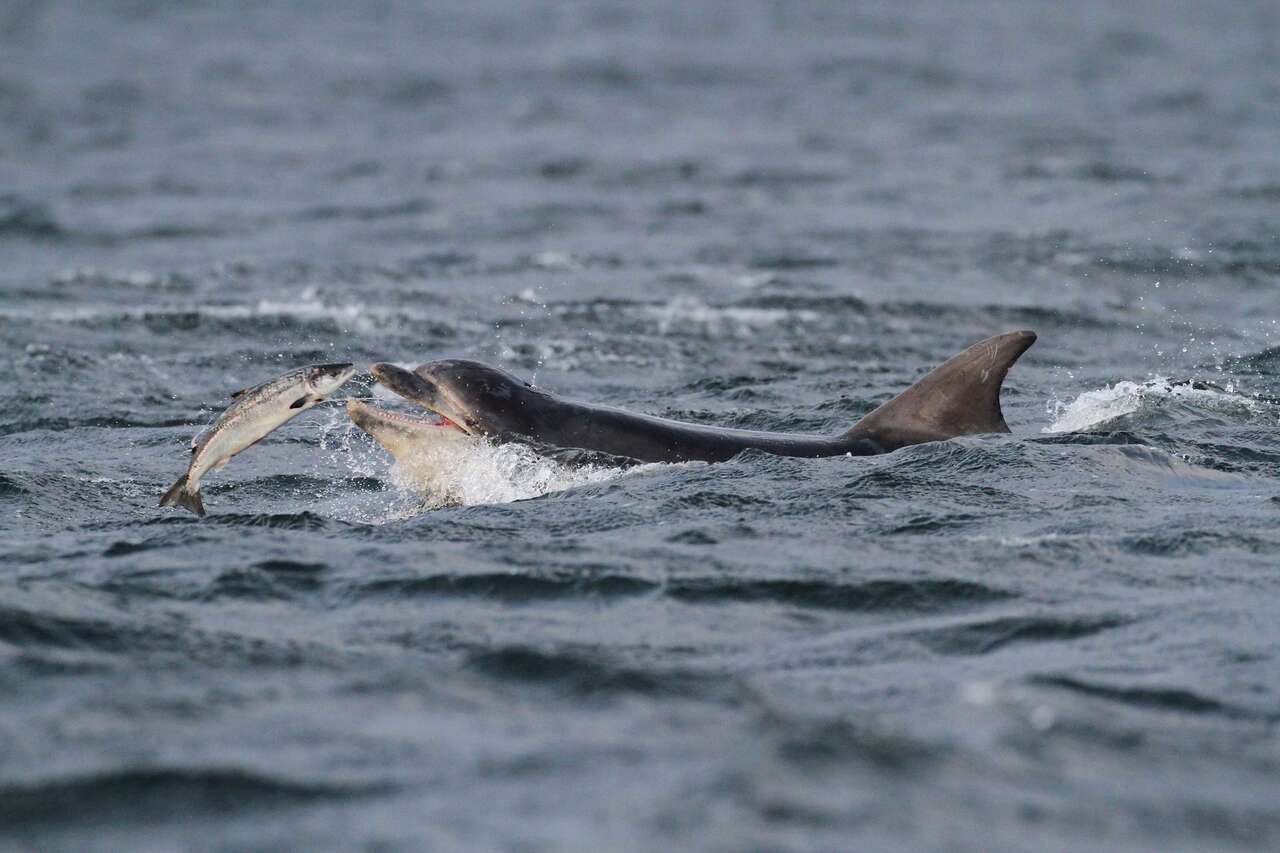 Grand dauphin chassant un saumon dans le Moray Firth en Écosse