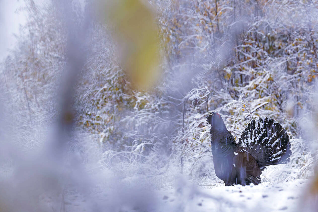 Grand tétras dressé dans une clairière enneigée de la taïga en Laponie Finlande