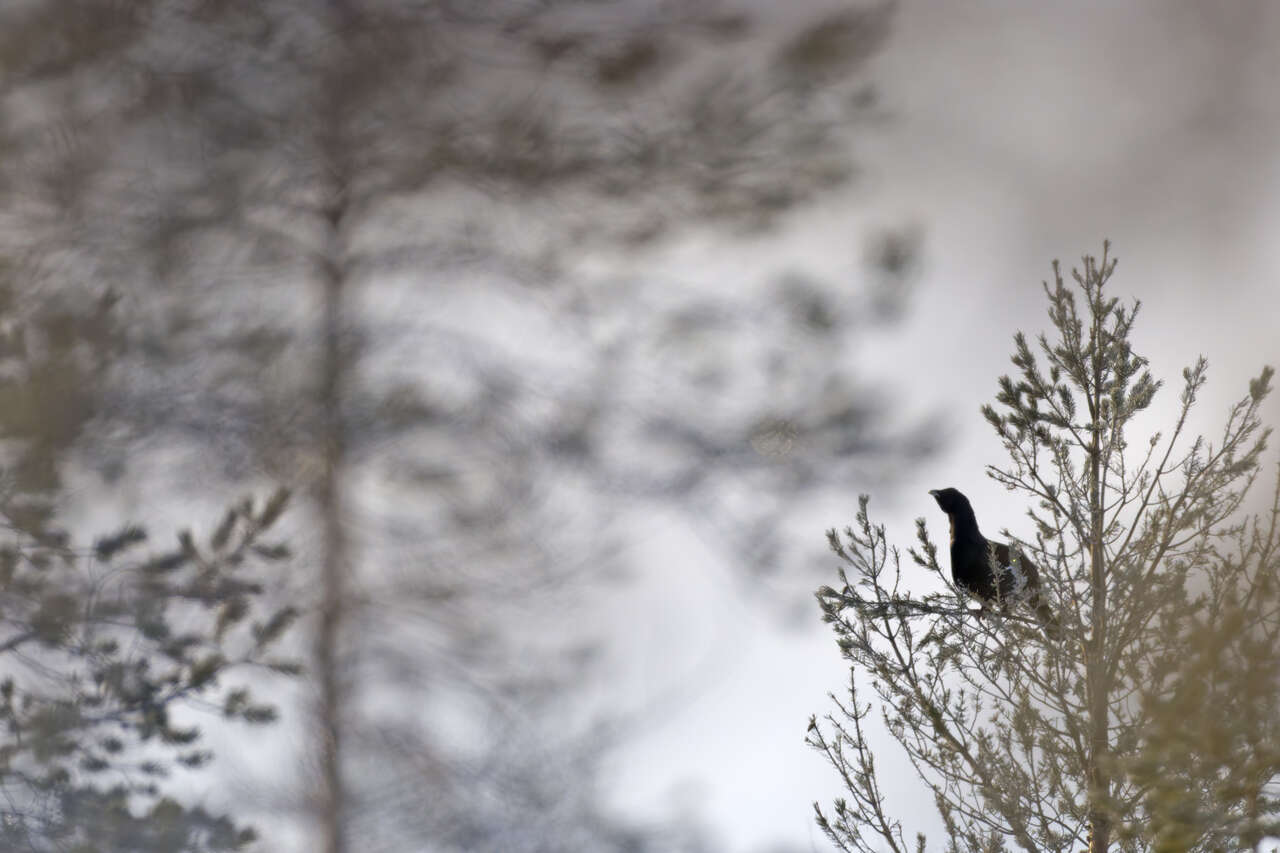 Grand Tétras perché dans un pin de la forêt boréale en Laponie