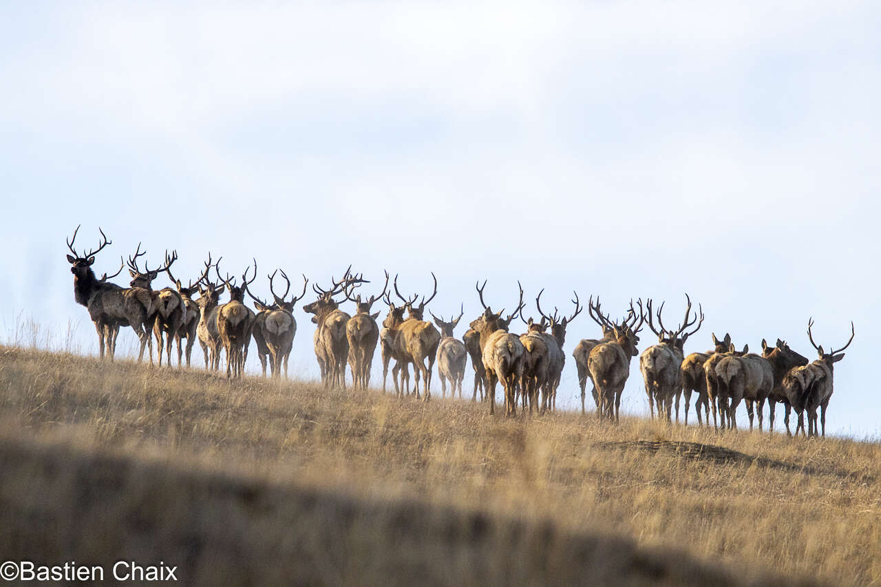 Grand troupeau de wapitis sur les steppes montagneuses de Mongolie