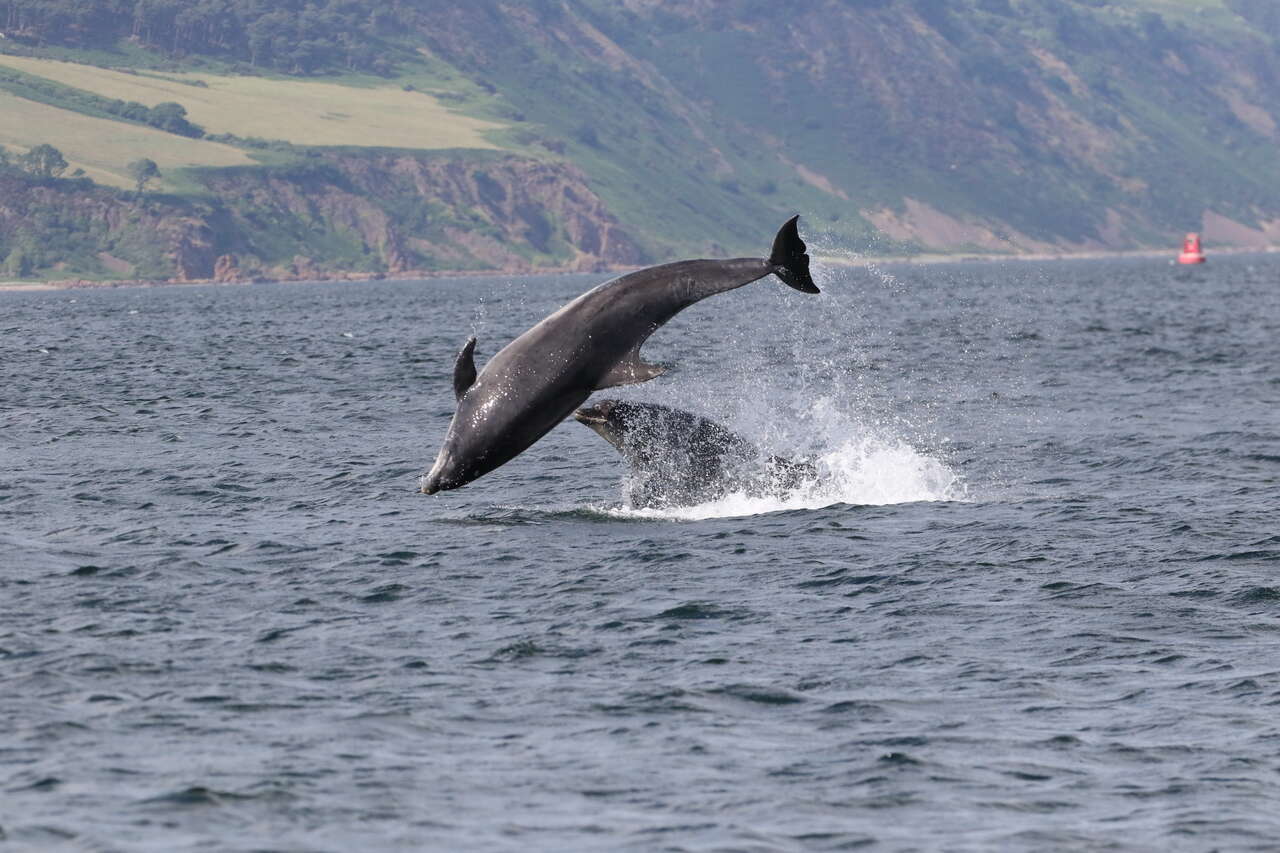 Grands dauphins bondissant dans les eaux du Moray Firth en Écosse