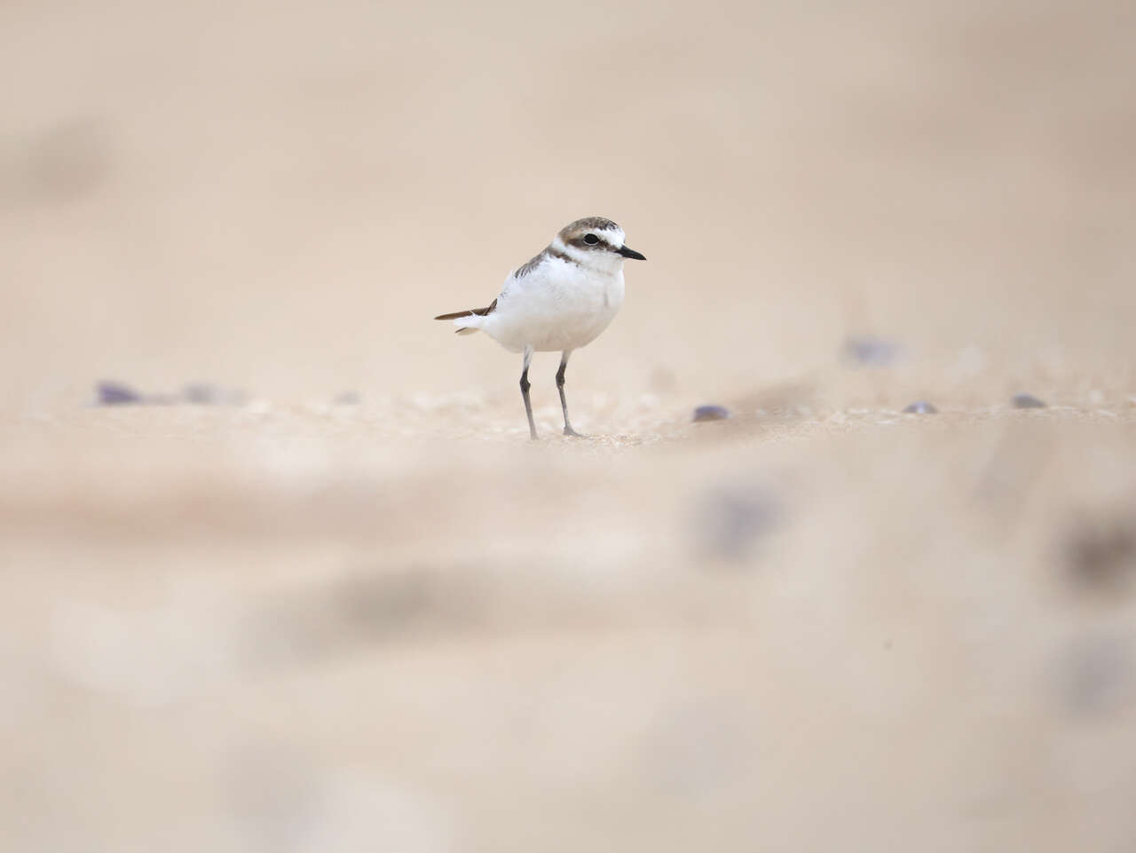 Gravelot à collier interrompu sur une plage de sable en Bretagne