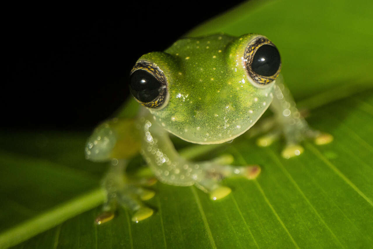 Grenouille de verre sur une feuille dans la forêt tropicale du Costa Rica