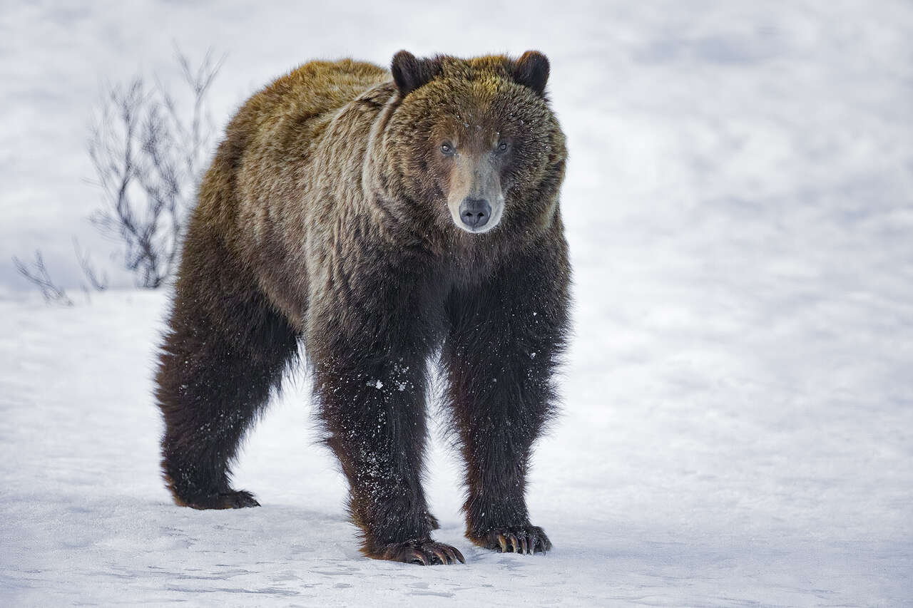 Grizzly au printemps dans le grand nord canadien