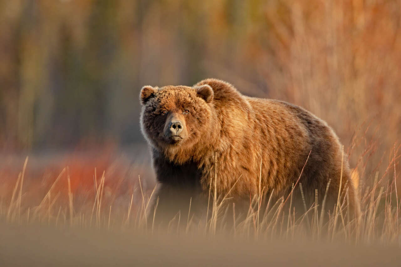 Grizzly observant son environnement dans les paysages printaniers du Yukon