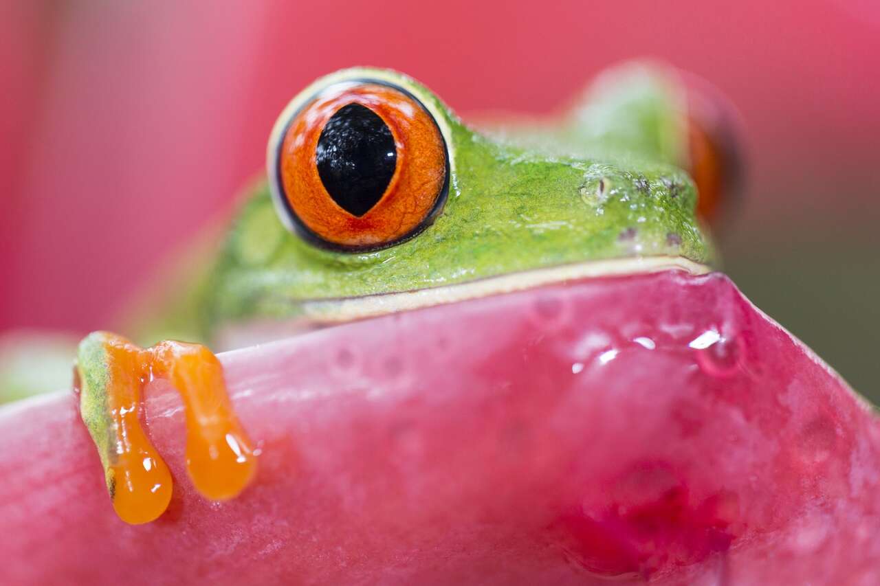 Gros plan d'une rainette aux yeux rouges dans la forêt tropicale du Costa Rica