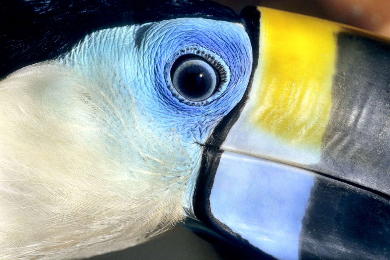 Gros plan sur le regard d'un toucan ariel dans la forêt tropicale du Costa Rica