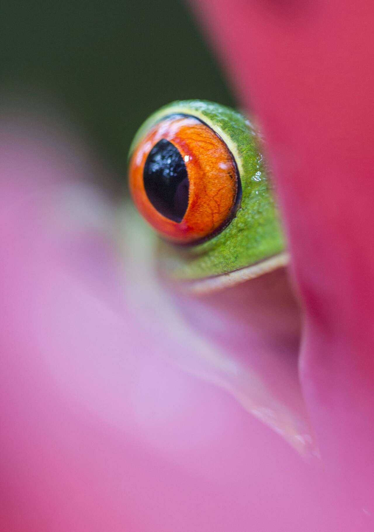 Gros plan sur l'œil d'une rainette aux yeux rouges au Costa Rica