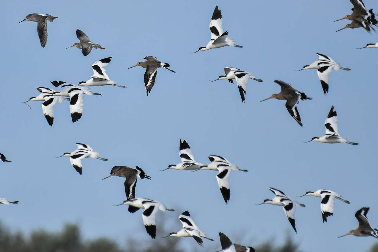 Groupe d’avocettes élégantes (Recurvirostra avosetta) et de barges à queue noire (Limosa limosa) en vol au-dessus des marais de Camargue