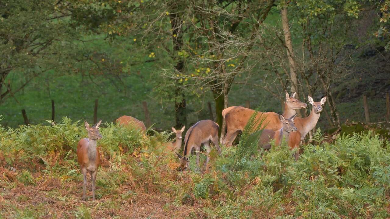 Groupe de biches dans une clairière du Cantal en automne