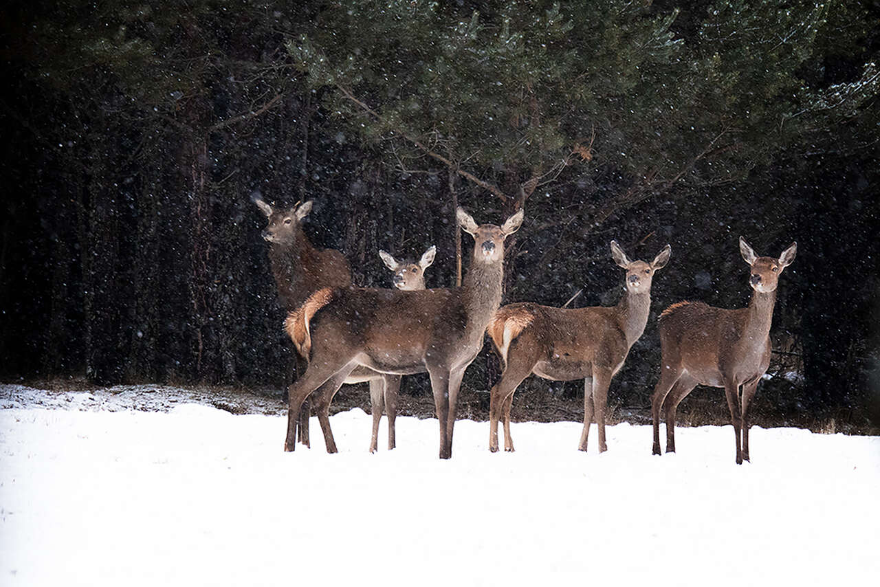 Groupe de biches et jeunes cerfs élaphes dans une clairière enneigée © Joël Brunet groupe de biches et jeunes cerfs élaphes observés dans une clairière enneigée des Pyrénées
