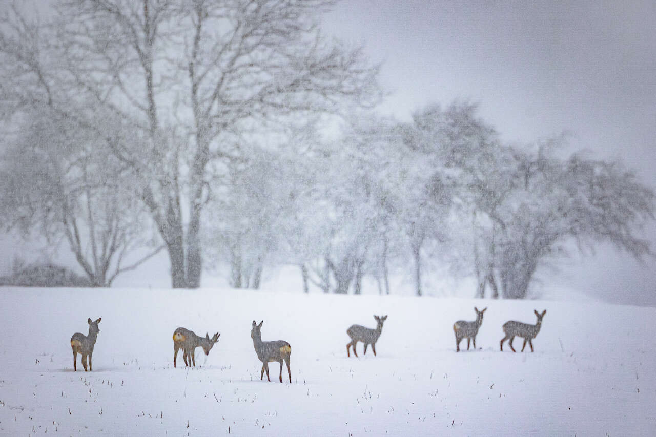 Chevreuils dans la neige © Joël Brunet groupe de chevreuils dans un champ enneigé, ambiance hivernale en France
