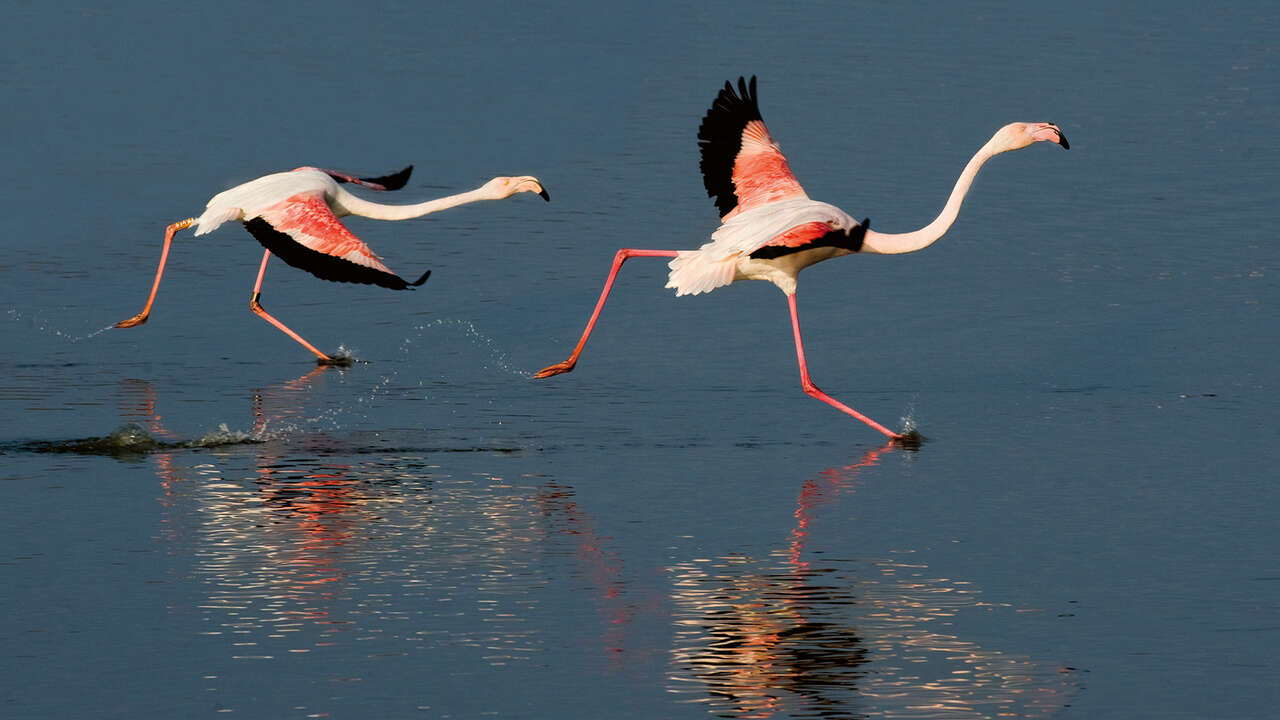 Groupe de flamants roses
