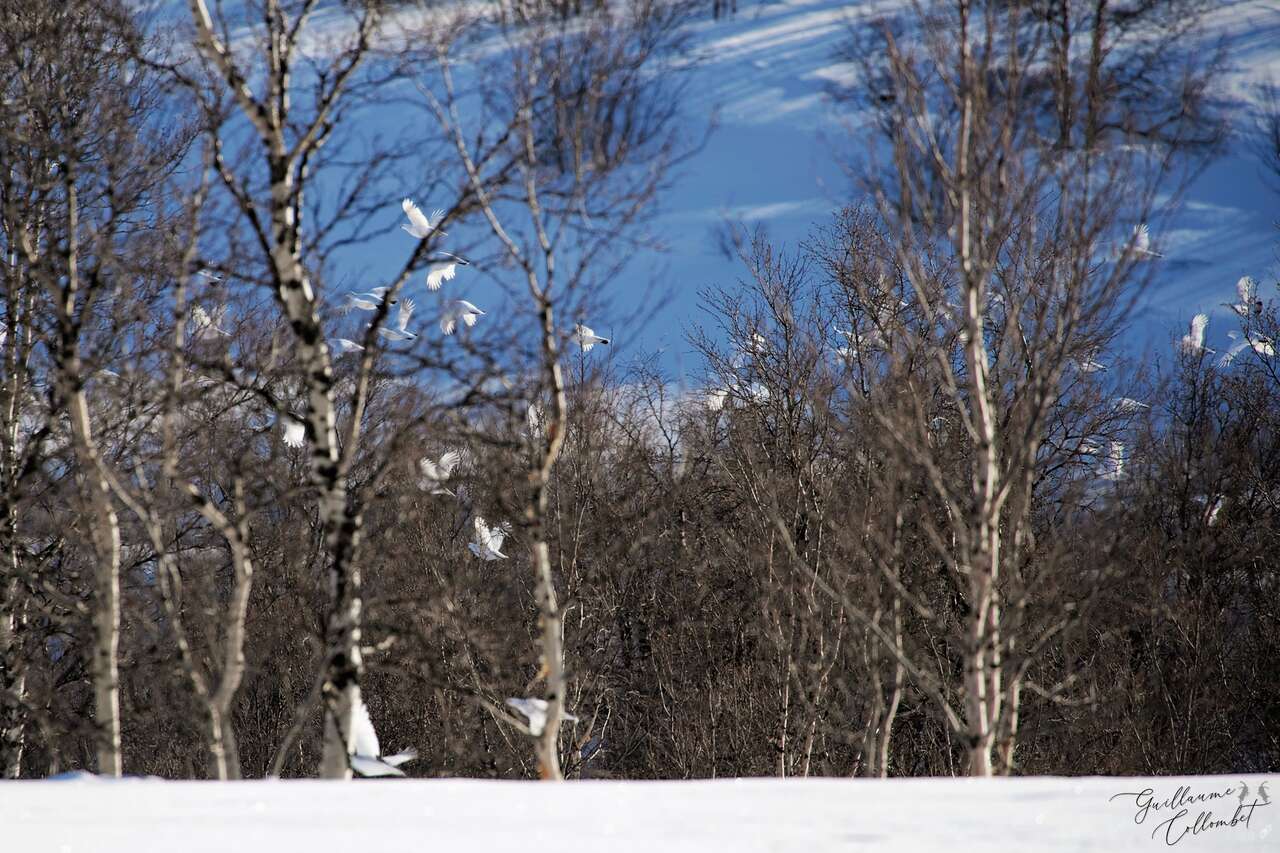 Groupe de lagopèdes en plein vol entre les bouleaux enneigés, scène sauvage du Dovrefjell en hiver.