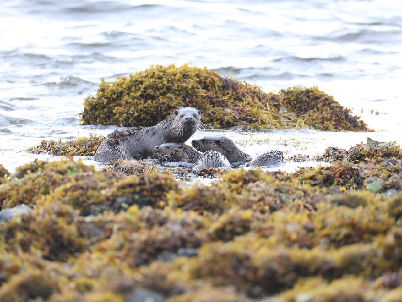Groupe de loutres d’Europe parmi les algues sur le littoral écossais