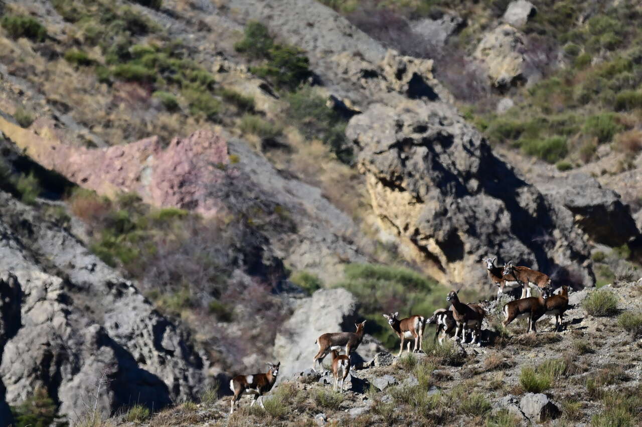 Groupe de mouflons sur les pentes rocheuses des Alpes du Sud